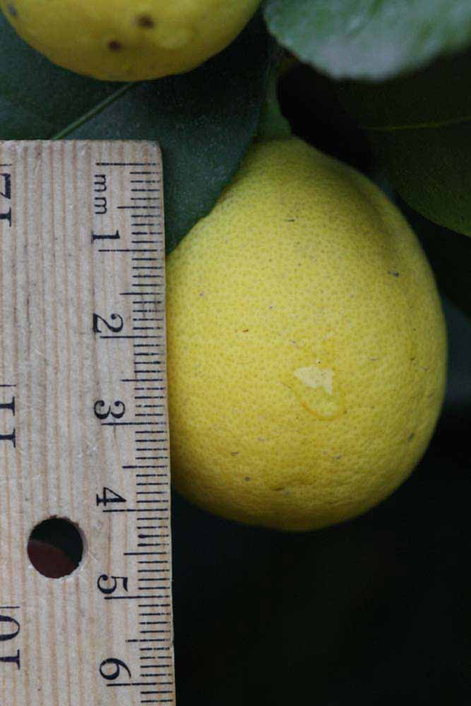            Fruit (Abhayapuri, Riverside, CA)   